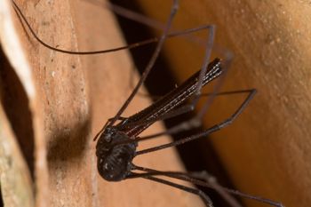 Media type: image; Invertebrate Zoology 132615